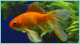 Discount Pet Supplies has a large variety of freshwater pet fish in Charlotte NC